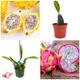 White & Yellow__Exoticsflora