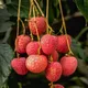 Red__Exoticsflora