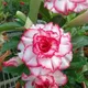 Multicolor__Exoticsflora