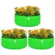 Pack Of 3__Anandigreens