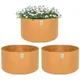 Pack o 3__Anandigreens
