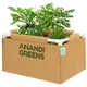 Pack Of 1__Anandigreens