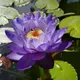 Purple__Green Bagicha (Bhai Bhai traders)