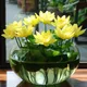 Yellow__Green Bagicha (Bhai Bhai traders)