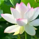 White & Pink__Green Bagicha (Bhai Bhai traders)