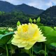 Yellow__Green Bagicha (Bhai Bhai traders)