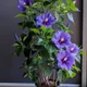 Blue__Green Bagicha (Bhai Bhai traders)