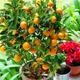 Orange__Paradise Garden