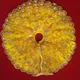 Yellow__Shrinath Poshak