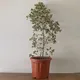 Brown__Little Jungle