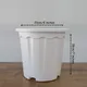 White 8 Inch__Little Jungle