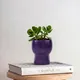 Orchid Mist__TurtleTales: Sustainable & Reusable Products
