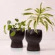 Cocoa Bean__TurtleTales: Sustainable & Reusable Products