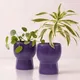 Orchid Mist__TurtleTales: Sustainable & Reusable Products