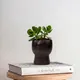 Cocoa Bean__TurtleTales: Sustainable & Reusable Products