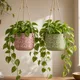 Pink, Green, White