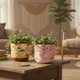 Beige, Pink__Nivirescent