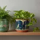 Mint, Navy Blue__Nivirescent