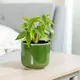 Green__Lasaki