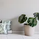 Green__Vintage House