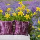 Purple__Vintage House