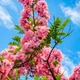 Pink__Plants Villa