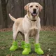 Green__Pawshala