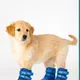 Blue__Pawshala