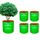5 Pcs Green