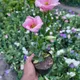 PINK__GachhMela