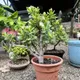 Green__GachhMela