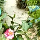 Pink__GachhMela