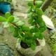 Green__GachhMela