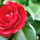 Red__GachhMela