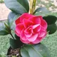 Red__GachhMela