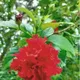 Red__GachhMela