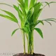 Green__GachhMela