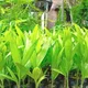 Green__GachhMela