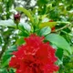 Red__GachhMela