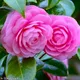 Pink__GachhMela