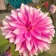 Pink__GachhMela