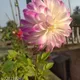 Light Blue__GachhMela