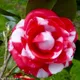 Red__GachhMela