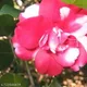 Pink__GachhMela