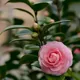 Pink__GachhMela