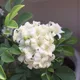 White__GachhMela