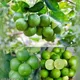 Green__GachhMela