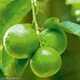 Green__GachhMela