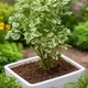 Green__GachhMela