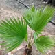 Green__GachhMela